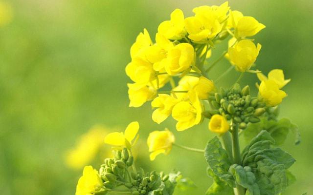 属牛女和属马男相配吗