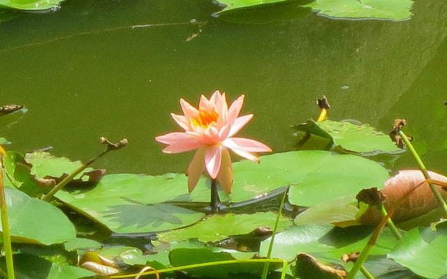 上班瞌睡虫 下班像条龙的生肖