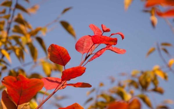 生辰八字婚姻查询 生辰八字婚姻查询