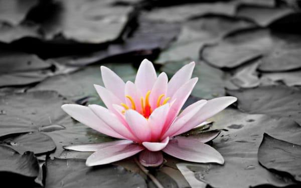 八字出现禄神什么意思女命