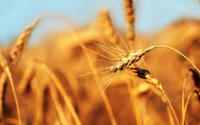 八字全阳的女人好不好